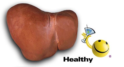 Foie en bonne santé
