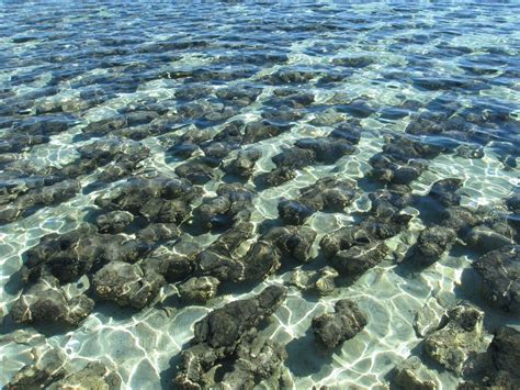 Stromatolites
