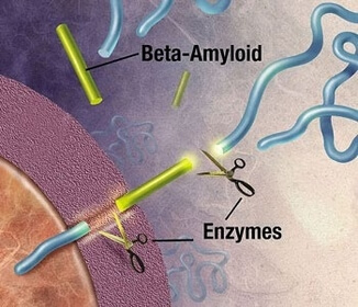 Formation de la bêta-amyloïde
